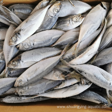 Chinese Frozen Fish Yellowtail Horse Mackerel